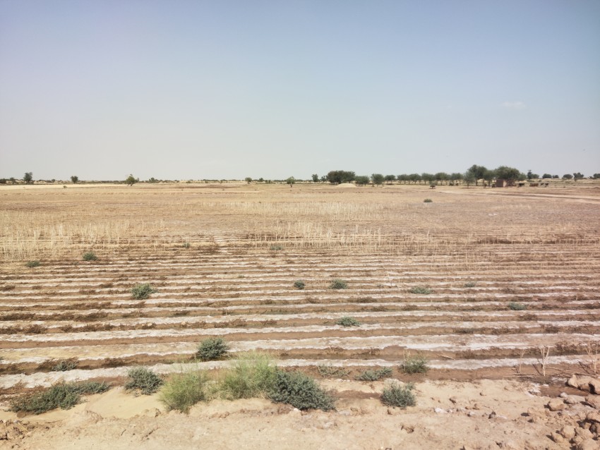 View after wheat harvest in sandy desert