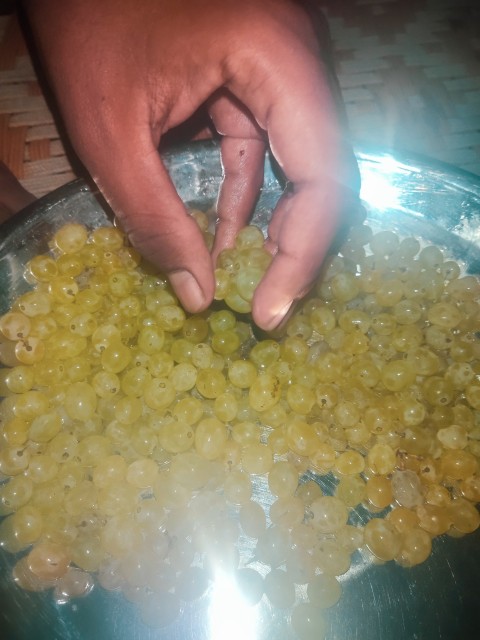 View of hand picking grapes from steel plate at night
