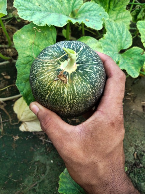 View of hands and melons picking melons from a melon vine