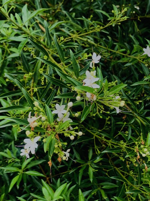 Volkameria Heterophylla