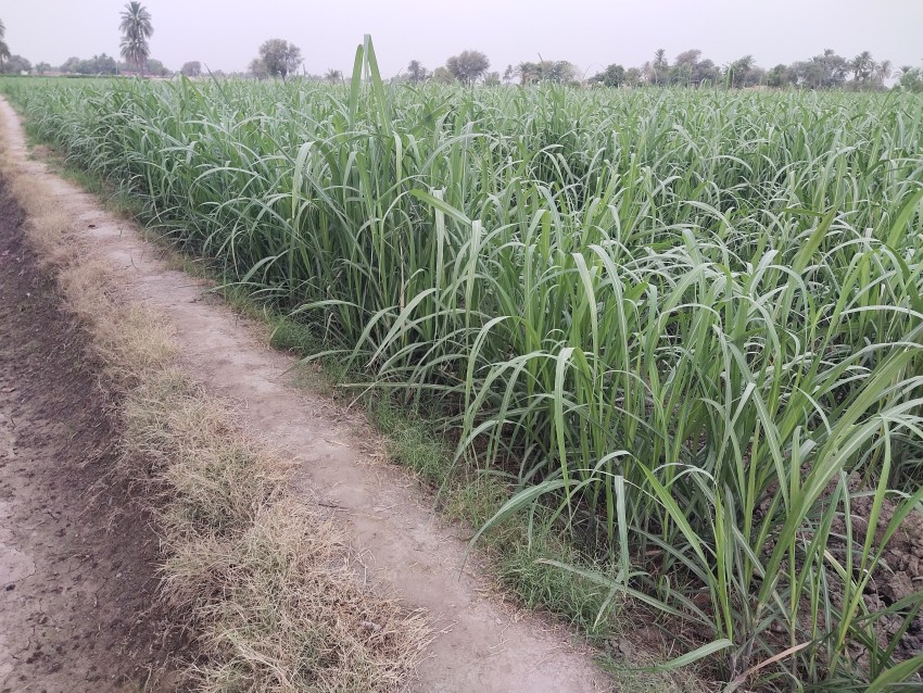 Walking from one village to another village in Punjab has sugarcane fields on one side and canals on the other