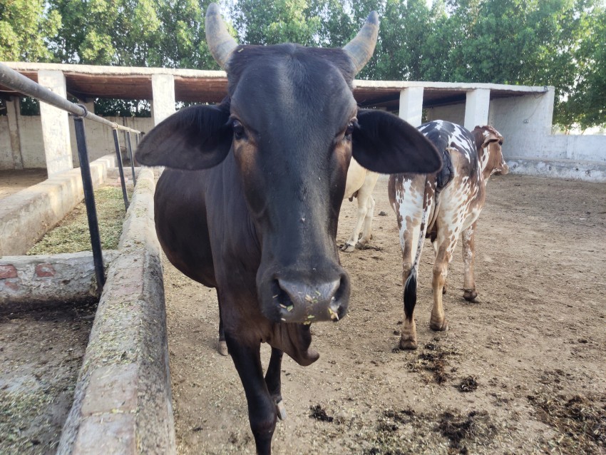 Watch Black and Brown Cow in HD