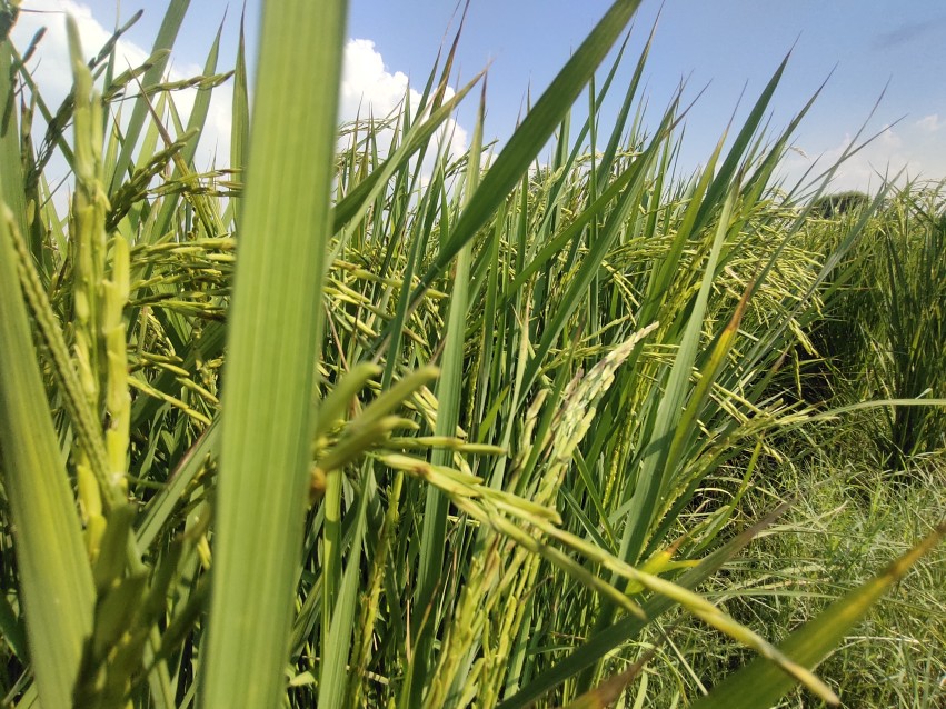 Wheat crop closeup view in Punjab