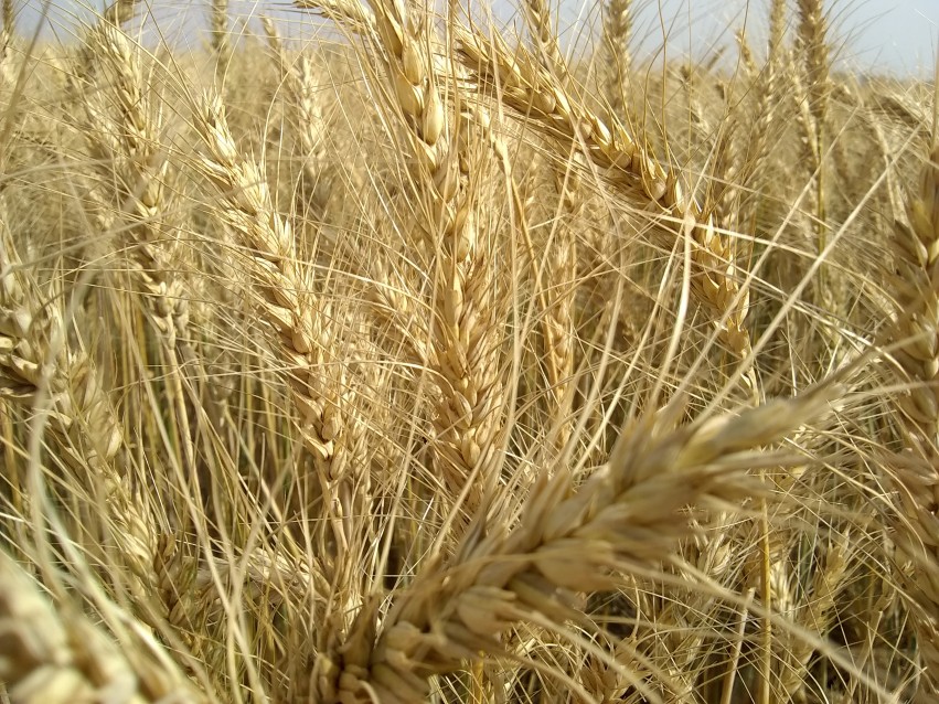 wheat crop hd footage, village food