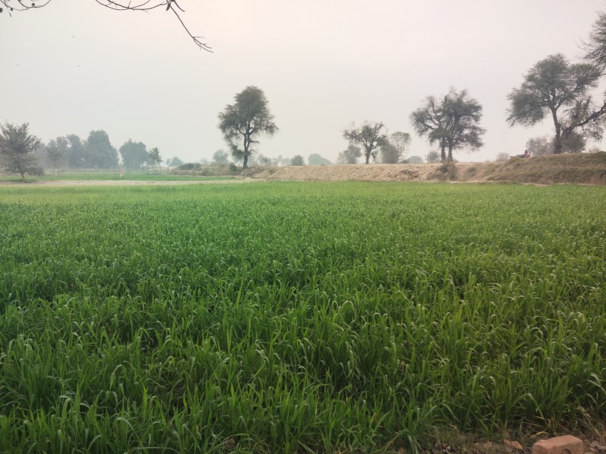 Wheat crop in the winter view with beautiful sky and trees