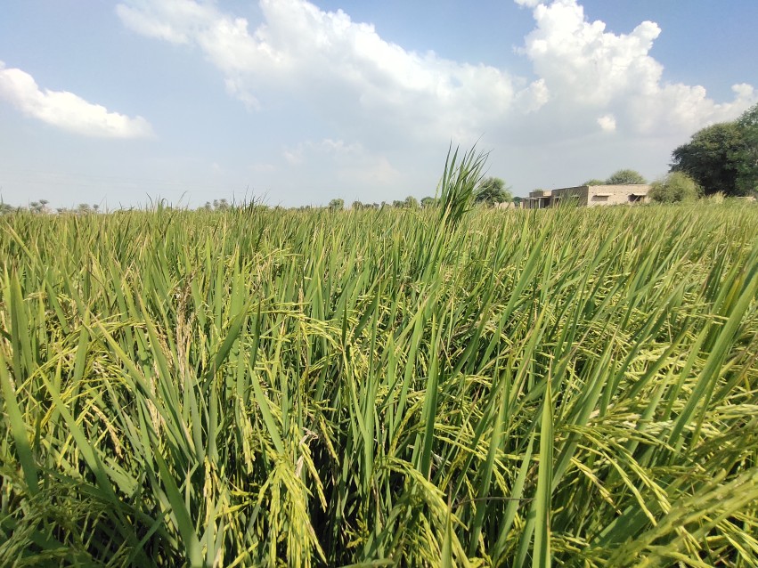Wheat crop view in Punjab