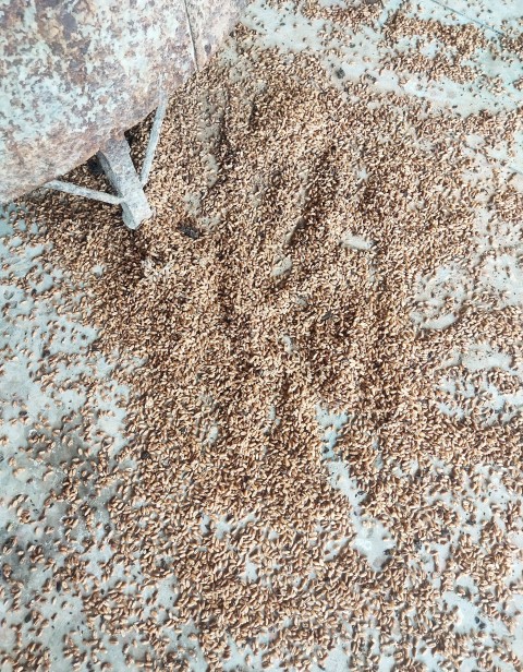 Wheat grains that have gone bad after being stored for a long time