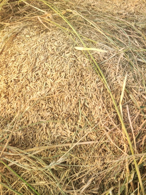 When the rice collected in the fields after the rice harvest, Paddy (Rice) stock footage