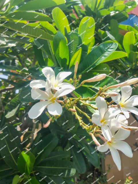 white color Plumeria flower tree side view in the garden stock Footage