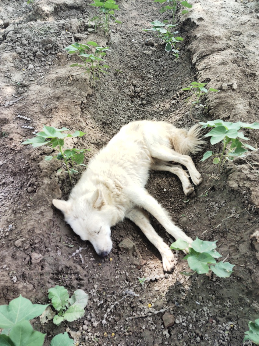 White dog sleeping in cotton crop, Animal sleep stock footage