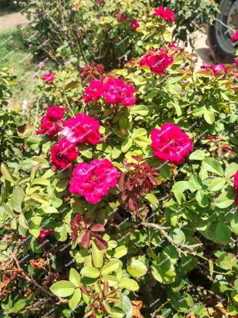 Wide angle red roses plant stock footage
