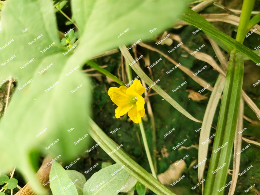 wild cucumber flower stock footage