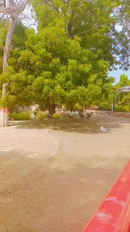 A zoo with birds under a big green tree