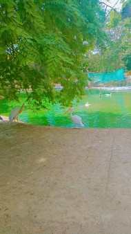 Pelicans in a zoo in lake